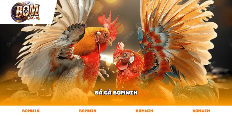 Cận cảnh quy trình soi kèo chiến kê tại sảnh Đá Gà BOMWIN